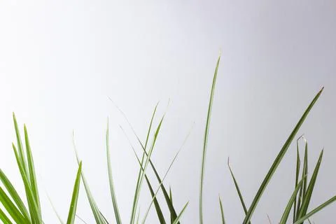 Tropical background with palm leaf Close up, copy space Stock Photos