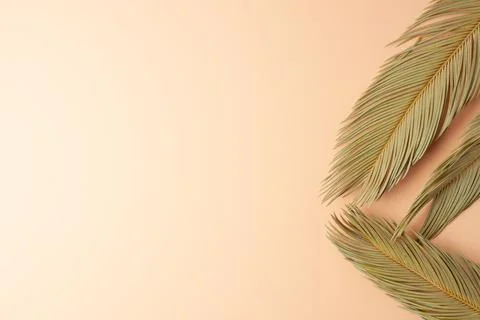 Tropical background with palm leaf. Flat lay, copy space Stock Photos