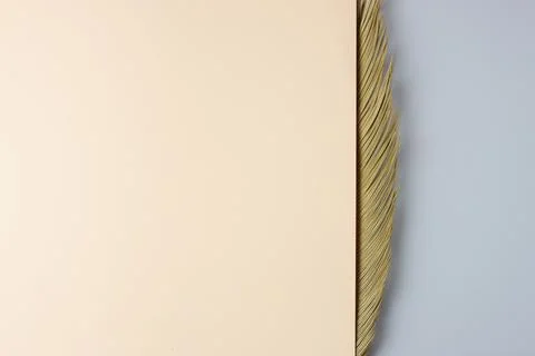 Tropical background with palm leaf. Flat lay, copy space Stock Photos