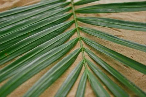 Tropical background palm leaf Stock-Fotos