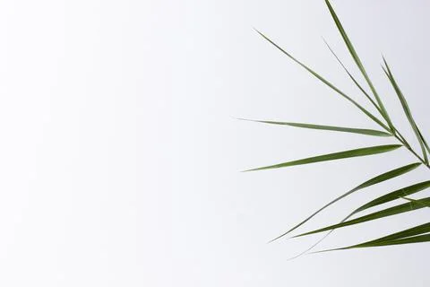 Tropical background with palm leaf on white. Close up, copy space Stock Photos