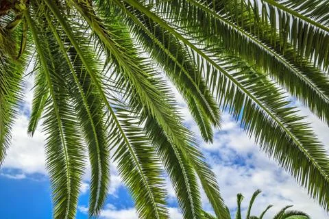 Tropical background of palm Stock Photos
