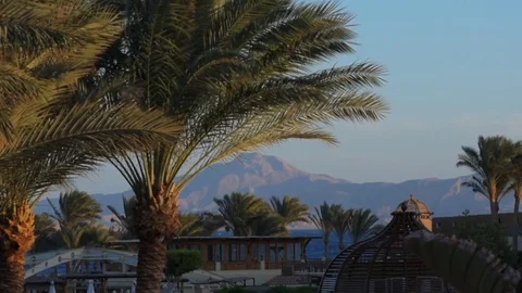 Tropical background of palm trees against blue sky. Stock Footage 83211113