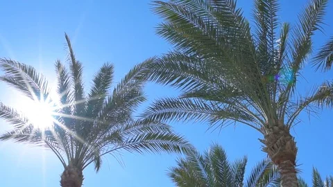 Tropical background of palm trees against blue sky. Stock Footage 83211501