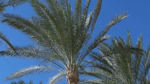 Tropical background of palm trees against blue sky. Vídeos de archivo 83211537