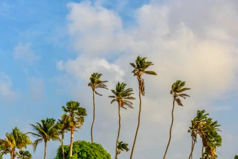 Tropical background with palm trees. Stock Photos