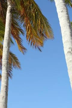 Tropical background Foto stock