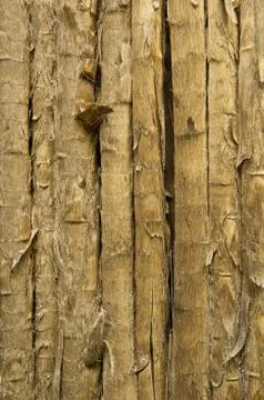 Tropical background 스톡 사진