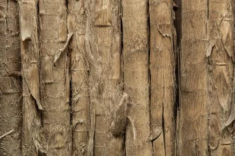 Tropical background Foto stock