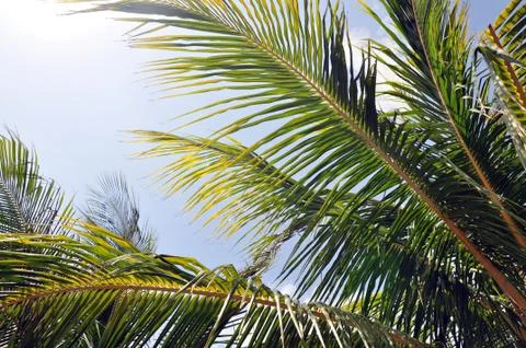 Tropical background Stock Photos