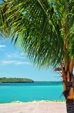 Tropical background Stock Photos