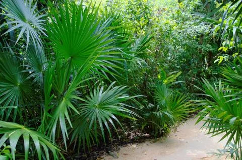 Tropical background Stock Photos