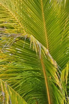 Tropical background Stock Photos