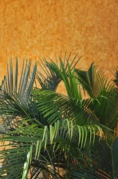 Tropical background Stock Photos
