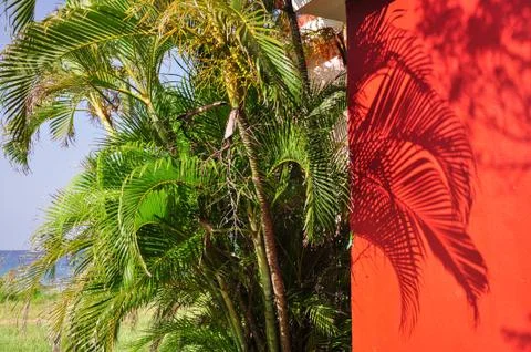 Tropical background Stock Photos