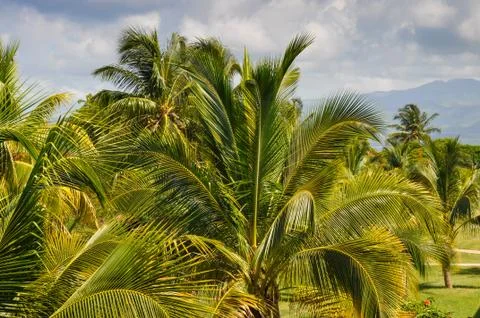 Tropical background Stock Photos