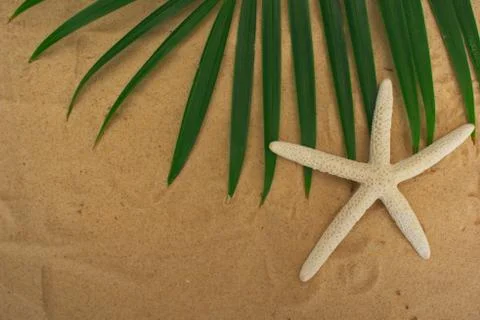 Tropical background Foto stock