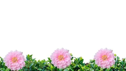 Tropical background Foto stock