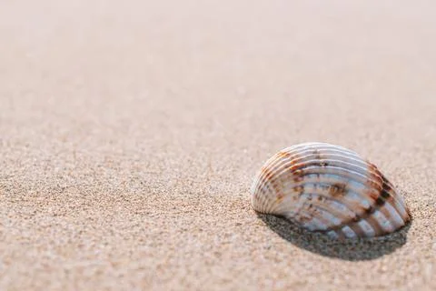 Tropical background with seashells, shells on sand tropical sea beach. Design Stock Photos
