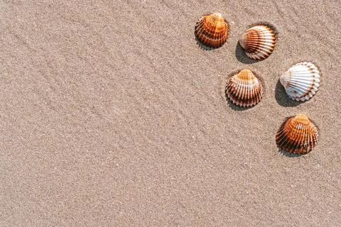 Tropical background with seashells, shells on sand tropical sea beach. Design Stock Photos