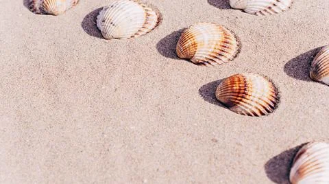 Tropical background with seashells, shells on sand tropical sea beach. Design Stock Photos