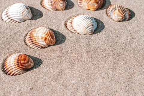 Tropical background with seashells, shells on sand tropical sea beach. Design of Stock Photos