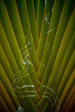 Tropical background texture Stock Photos