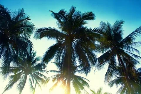 Tropical background. Toning Stock Photos