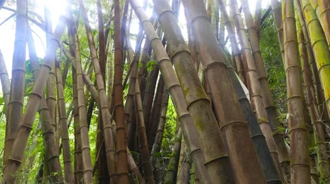 Tropical Bamboo Forest 01 Stock Footage 49580243