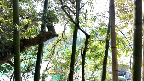 Tropical Bamboo Forest Overlooking Tranquil Blue Waters Stock Footage 267613372
