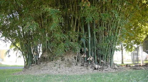 Tropical bamboo tree Stock Footage 31500433