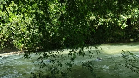 Tropical Bamboo Trees Leaning Over Transparent River with Natural Light Stock Footage 334985830