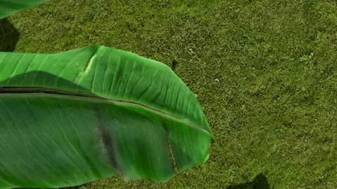 Tropical Banana Leaf Close Up Over Grass 库存影片 339865422