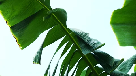 Tropical banana leaf Stock Footage 205064247