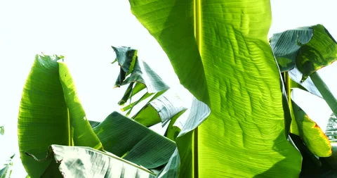 Tropical banana leaf Stock Footage 237705118