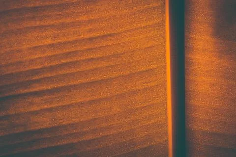 Tropical Banana leaf texture. Foto stock