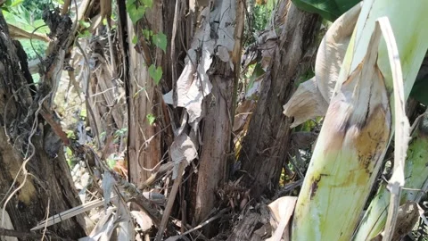 Tropical banana tree trunks and dry leaves in nature Stock Footage 346485057