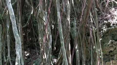 Tropical banyan tree and aerials Stock Footage 3909445