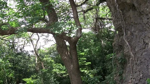Tropical banyan tree and roots Stock Footage 3880403