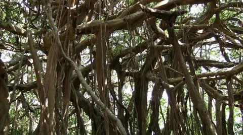 Tropical banyan tree Stock Footage 12586260