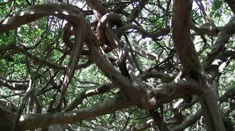 Tropical banyan tree Stock Footage 12617230