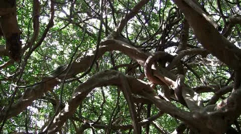 Tropical banyan tree Stock Footage 12622886
