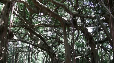 Tropical banyan tree (pan) Stock Footage 12609296
