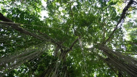 Tropical banyan tree in sacred monkey forest in Ubud, island Bali, Indonesia Stock Footage 112944767