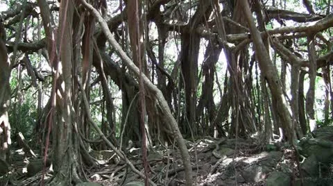 Tropical banyan tree (tilt) Stock Footage 20471425