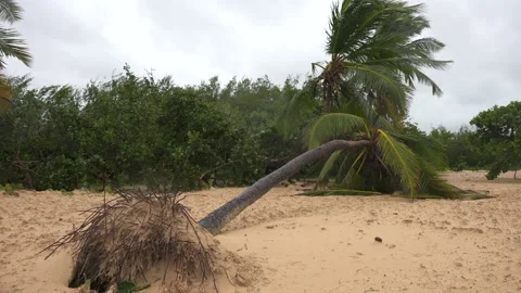 Tropical beach after storm. Fallen unrooted palm tree with leaves swaying in the Stock Footage 220038989