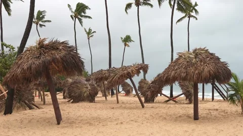 Tropical beach after storm. Fallen parasols made of palm leaves. Coconut trees Stock Footage 220039157