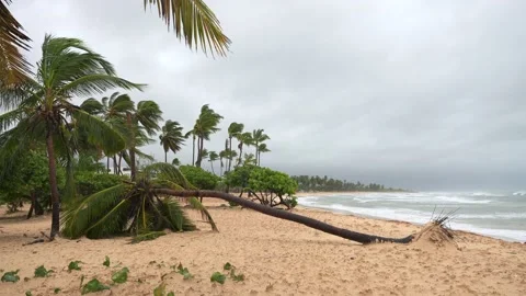 Tropical beach after storm. Fallen unrooted palm tree in windy weather and waves Stock Footage 220039202