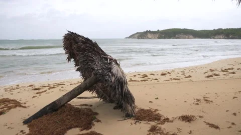 Tropical beach after storm. Fallen parasol made of palm leaves in windy weather Stock Footage 220039276