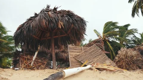 Tropical beach after storm. Fallen parasols made of palm leaves and unrooted Stock Footage 220039292